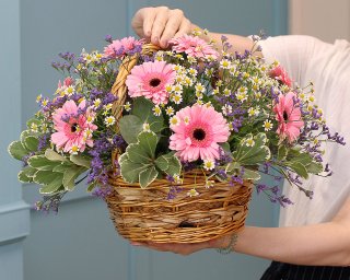 Букет из 11 розовых мини гербр, 10 матрикарий и 3 лимониумов с зеленью питтоспорума