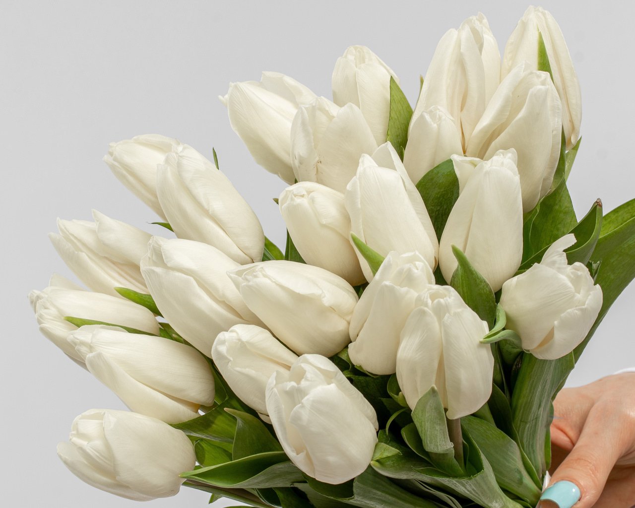Букет из 25 белых тюльпанов стандарт под ленту - 3