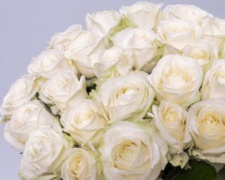 Букет из 25 белых роз 50-60 см (Россия) под атласную ленту  small - 4