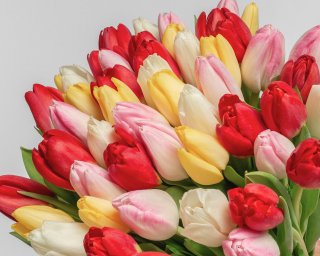 Букет из 51 тюльпана стандарт яркий микс под ленту  small - 3