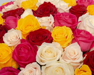 Роза Россия микс 35-40 см. small - 3