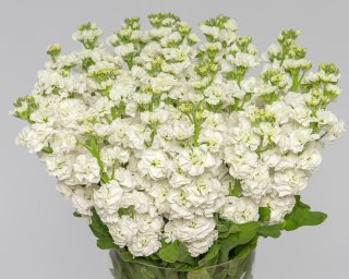 Маттиола белая  small - 3
