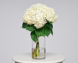Белая гортензия  small - 2