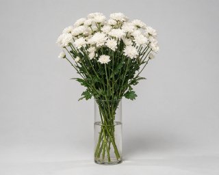 Пачка из 5 кустовых белых хризантем Балтика  small - 3