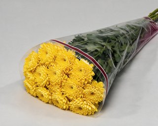 Пачка из 5 кустовых желтых хризантем Балтика  small - 2