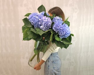 Гортензия синяя small - 2