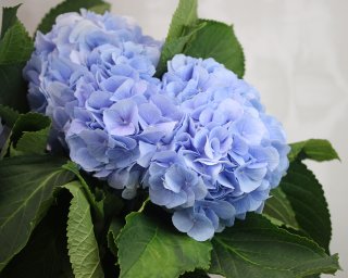 Гортензия синяя small - 3