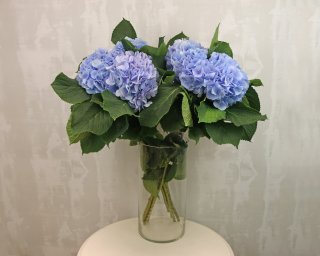 Гортензия синяя small - 1