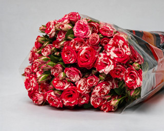 Пачка из 10 кустовых роз Файерворкс (Кения) 60-70 см  small - 1