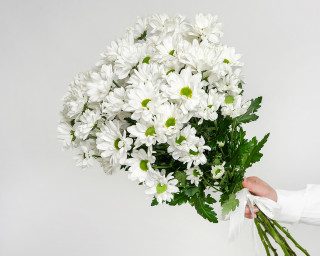 Букет из белых хризантем (Бакарди) под ленту small - 1