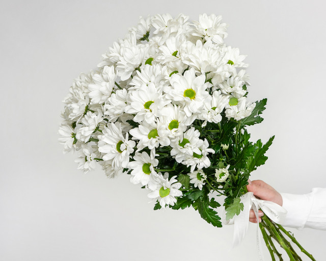 Букет из белых хризантем (Бакарди) под ленту - 1