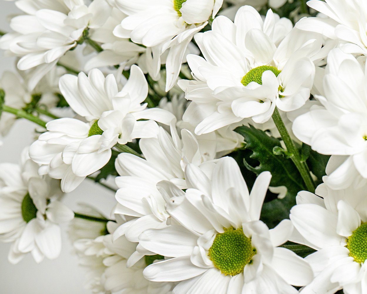 Букет из белых хризантем (Бакарди) под ленту - 3