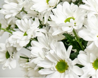 Букет из белых хризантем (Бакарди) под ленту small - 3