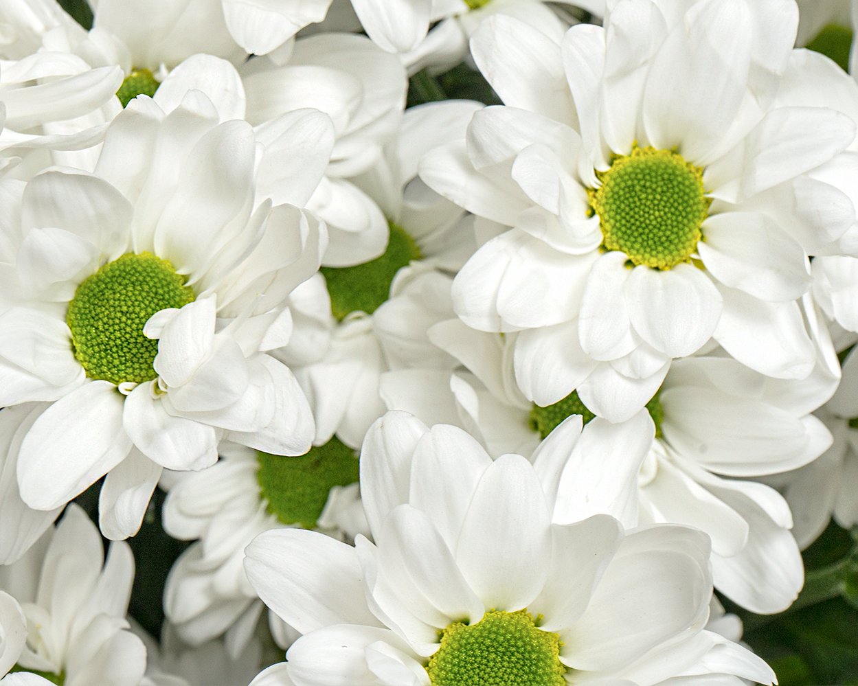 Букет из белых хризантем (Бакарди) под ленту - 4