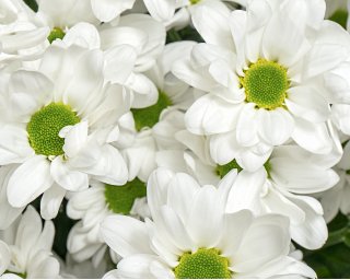 Букет из белых хризантем (Бакарди) под ленту small - 4