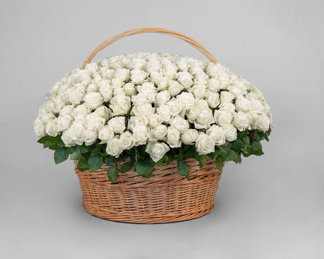Корзина цветов из 351 белой розы 50-60 см (Эквадор)  - 1